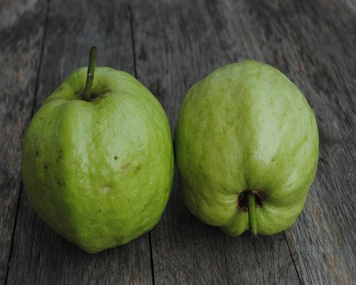 Green tropical guava fruit